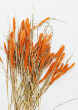 Load image into Gallery viewer, Dried Setaria Grass in Orange
