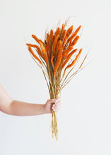Load image into Gallery viewer, Dried Setaria Grass in Orange
