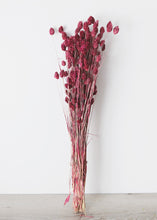 Load image into Gallery viewer, Dried Phalaris Grass in Berry Wine
