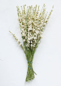 Cream White Dried Flower Larkspur Wildflowers
