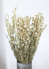 Load image into Gallery viewer, Dried White Larkspur Bundle - 20&quot; Tall
