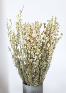 Dried White Larkspur Bundle - 20" Tall