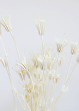 Load image into Gallery viewer, Dried White Nigella Orientalis
