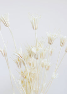 Dried White Nigella Orientalis