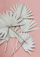 Load image into Gallery viewer, Pack of 5 - Whitewashed Natural Sun Palms
