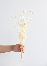 Load image into Gallery viewer, Dried White Nigella Orientalis

