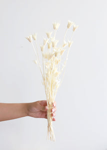 Dried White Nigella Orientalis