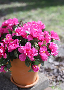 Azalea Silk Flowers Bush in Fuchsia - 13"