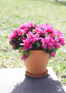 Azalea Silk Flowers Bush in Fuchsia - 13"