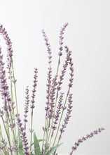 Load image into Gallery viewer, Artificial Lavender Bush  - 23” Tall
