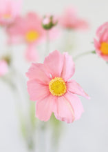 Load image into Gallery viewer, Artificial Cosmos Flowers in Pink - 3-4&quot; Blooms
