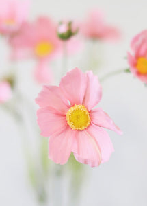 Artificial Cosmos Flowers in Pink - 3-4" Blooms