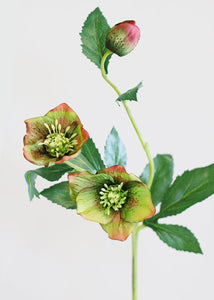 Helleborus Flower in Green Burgundy