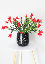 Load image into Gallery viewer, Plastic Christmas Cactus Bush in Red
