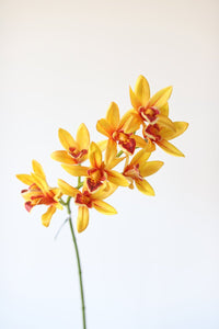 Golden Yellow Artificial Cymbidium Orchids