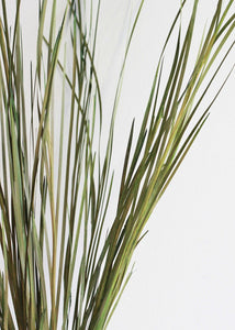 Preserved Wild Grass in Green - 45-55" Tall