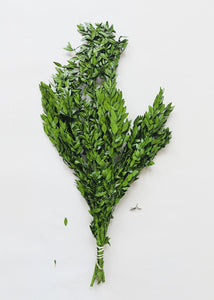 Preserved Boxwood Bundle