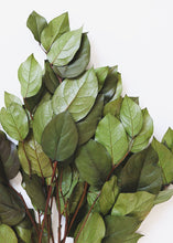 Load image into Gallery viewer, Preserved Salal Leaves
