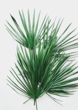 Load image into Gallery viewer, Pack of 3 - Natural Preserved Palm Leaves 30" x 17"
