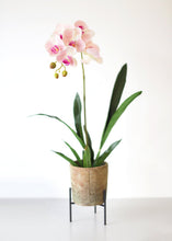 Load image into Gallery viewer, Artificial Oncidium Orchid Leaves Plant
