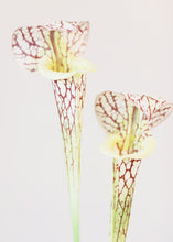 Load image into Gallery viewer, Cream Burgundy Fake Sarracenia Pitcher Plant Stem - 28&quot; Tall

