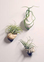 Load image into Gallery viewer, LIVE Assorted Live Air Plants - Pack of 20 - Ships Alone
