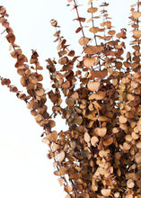 Load image into Gallery viewer, Earthy Terra Cotta Preserved Spiral Eucalyptus - 28-30&quot;
