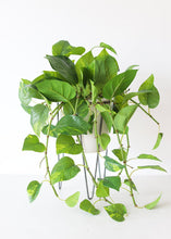 Load image into Gallery viewer, Ceramic White Cassa Plant Stand - 10.75&quot; Tall
