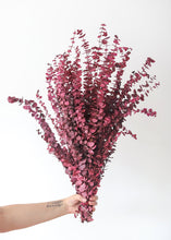 Load image into Gallery viewer, Berry Pink Spiral Eucalyptus Preserved - 28-30&quot;
