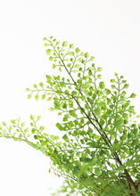 Load image into Gallery viewer, Fake Outdoor Plastic Maidenhair Fern Plant - 17&quot;
