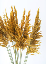 Load image into Gallery viewer, Preserved Plume Reed Grass in Aspen Gold - 36-40"

