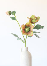 Load image into Gallery viewer, Helleborus Flower in Green Burgundy

