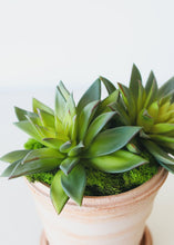 Load image into Gallery viewer, Fake Succulent in Grey Green - 7&quot; Wide
