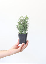 Load image into Gallery viewer, Mini Rosemary Fake Potted Herb Plant - 8.5"
