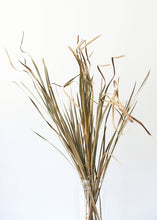 Load image into Gallery viewer, Natural Preserved Tall Wild Grass
