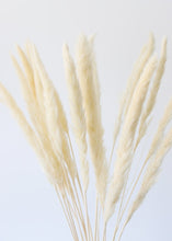 Load image into Gallery viewer, Pack of 6 - Smooth White Natural Pampas Grass - 25-29.5"
