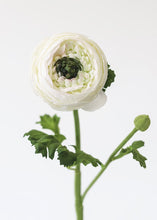 Load image into Gallery viewer, Silk Ranunculus in Cream - 13"
