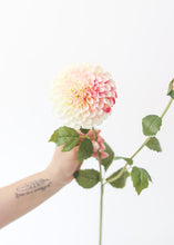 Load image into Gallery viewer, Cream and Fuchsia Pink Artificial Dahlia Flower - Large 4.5&quot; Bloom
