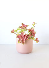 Load image into Gallery viewer, Mauve Pink Fake Echeveria Succulent Pick - 10"
