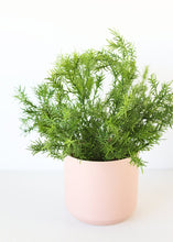 Load image into Gallery viewer, Indoor/Outdoor Sprengeri Grass Fake Plant - 12.5&quot; Tall
