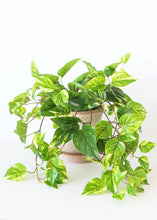 Load image into Gallery viewer, Indoor/Outdoor UV Protected Fake Pothos Plant - 20&quot;
