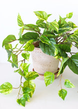 Load image into Gallery viewer, Handmade Terracotta Clay Pot and Saucer - 6.5&quot; Tall x 6.5&quot; Wide with Drainage
