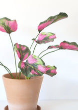 Load image into Gallery viewer, Pink Green Fake Tropical Calathea Leaf Plant - 25"
