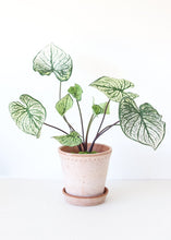 Load image into Gallery viewer, Green Cream Tropical Caladium Fake Leaf Plant - 19&quot;
