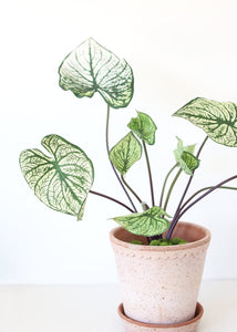 Green Cream Tropical Caladium Fake Leaf Plant - 19"