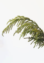 Load image into Gallery viewer, SALE - Real Touch Norfolk Pine Branch - 36" Tall
