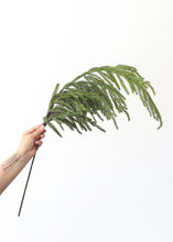 Load image into Gallery viewer, SALE - Real Touch Norfolk Pine Branch - 36" Tall
