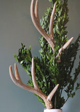 Load image into Gallery viewer, Preserved Boxwood Bundle
