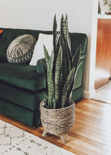 Load image into Gallery viewer, Faux Outdoor Snake Plant in Pot - 35&quot; Tall
