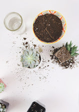 Load image into Gallery viewer, LIVE Unique Succulents Collection - Pack of 20 - Ships Alone
